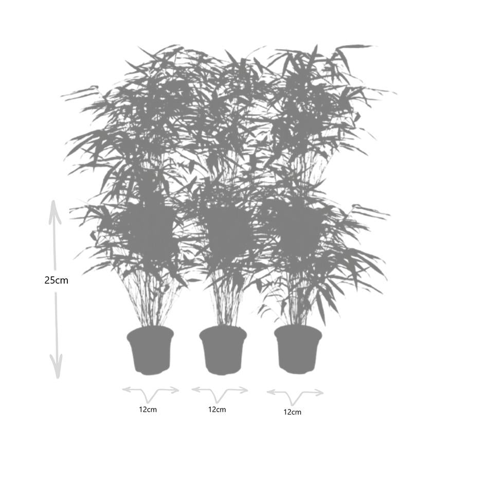 6x Fargesia Rufa Ø13 cm - ↕25 cm Bambu