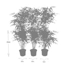 6x Fargesia Rufa Ø13 cm - ↕25 cm Bambu