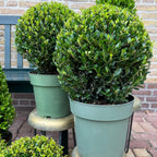 2x Ilex crenata 'Jenny' kugle XL | sæt med 2 stykker | 25 cm Ø