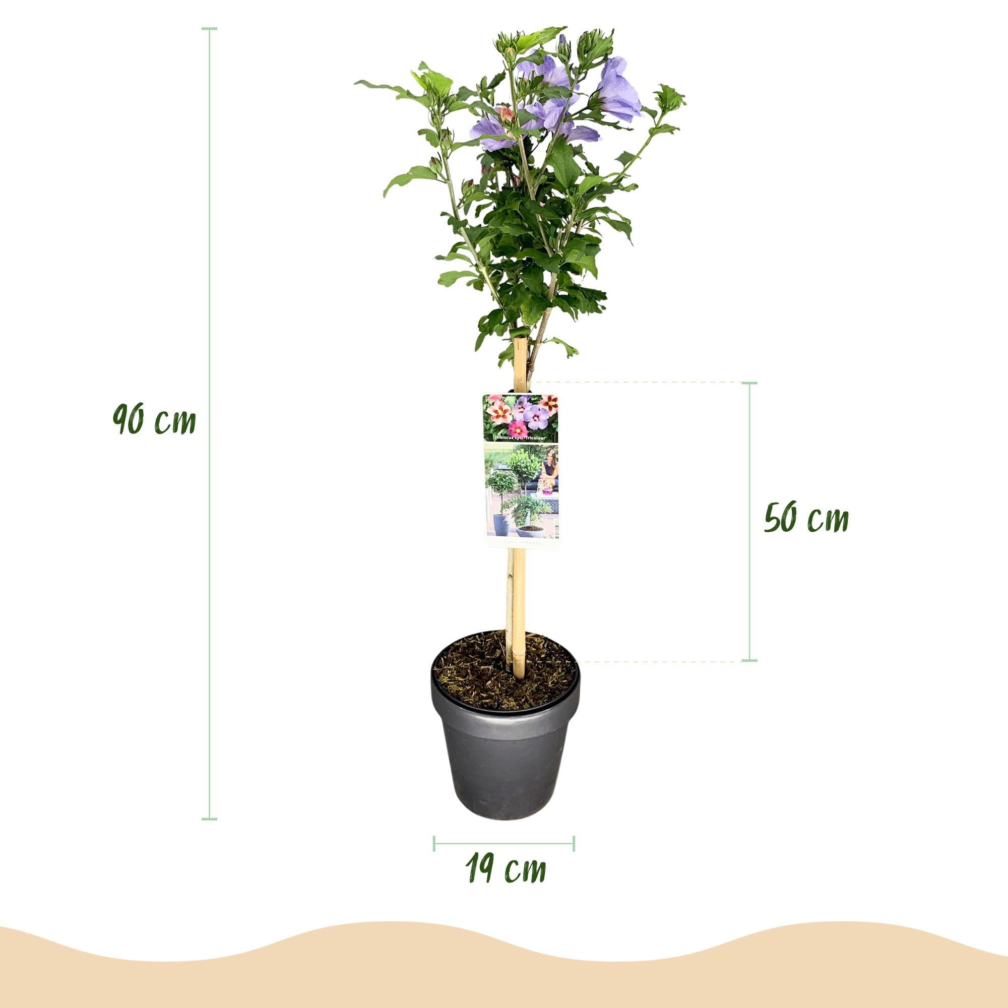 Hibiscus syriacus Tricolour – Plante på Stamme – Terrasseplante – Bladfaldende – Lav Vedligeholdelse – Potte Ø19 cm Højde 90 cm
