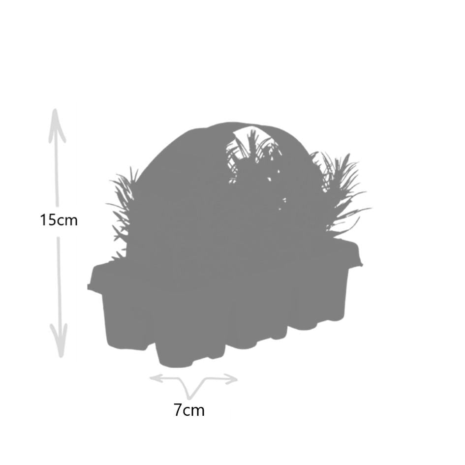 1x 6 pack Lavendel angustifolia - 6 x Ø7 cm - ↕15 cm