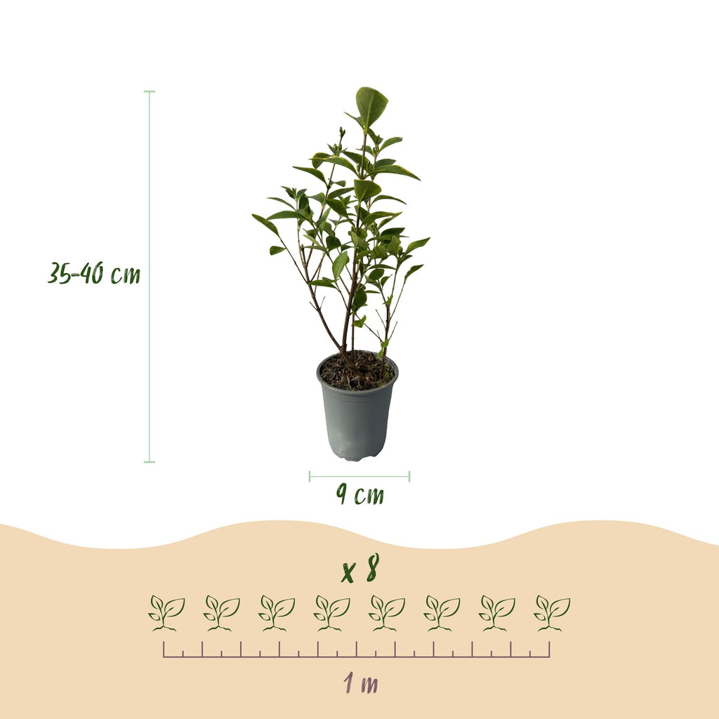 Ligustrum ovalifolium 'Aureum' – 8 stk. stedsegrønne hækplanter med gule og grønne blade – Dækker 1 meter – Højde 35-40 cm – Pot Ø9 cm