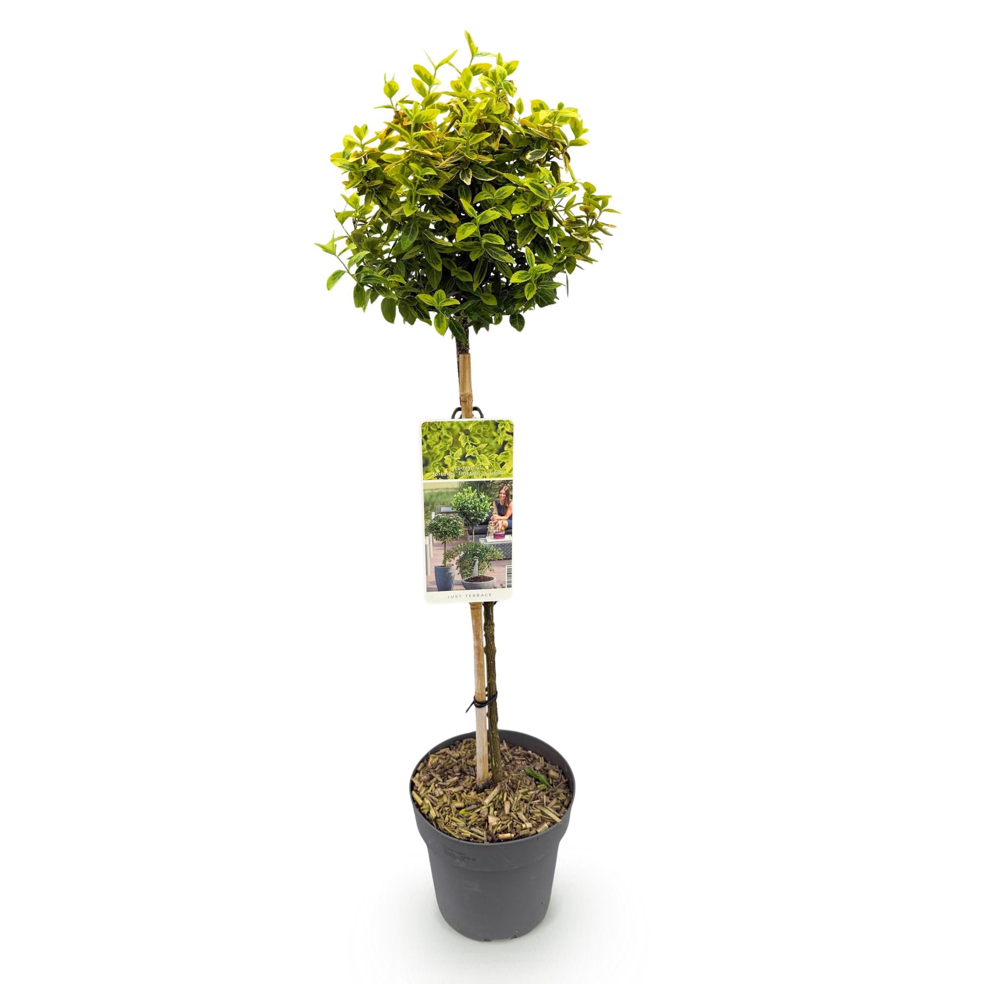 Euonymus fortunei 'Emerald n Gold' – Stammeplante – Bladbevaret Terrasseplante – Pot 19 cm – Højde 90 cm