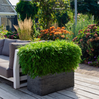 Fargesia moontears 'Boobux XL - Ø 29 cm - ↨ 70 cm