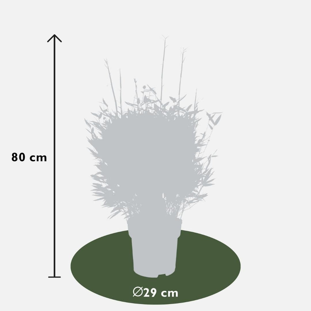 Fargesia moontears 'Boobux XL - Ø 29 cm - ↨ 70 cm