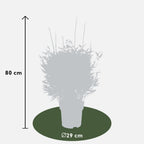 Fargesia moontears 'Boobux XL - Ø 29 cm - ↨ 70 cm