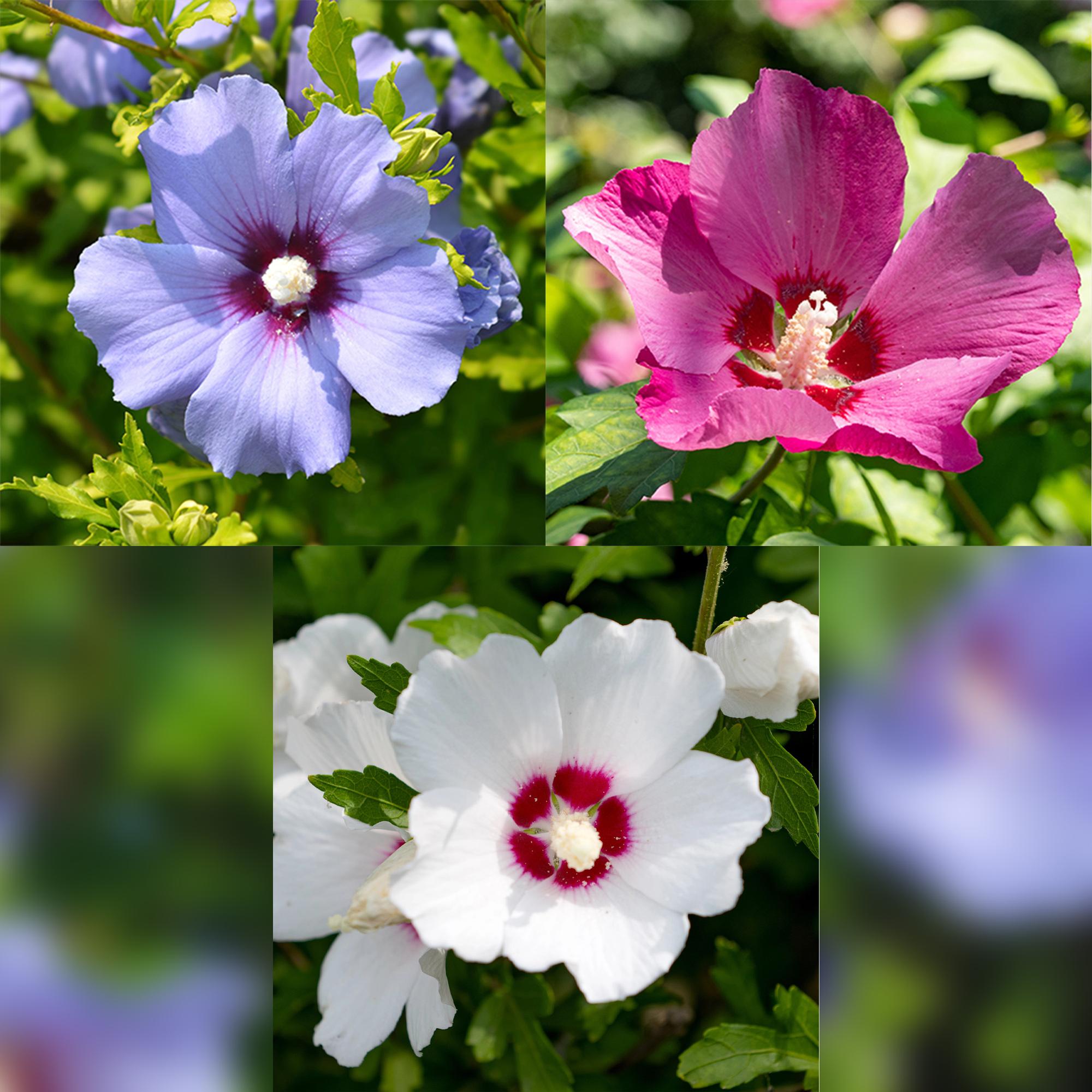 Hibiscus syriacus 'Tricolour' – 3 stk. løvfældende buske med blomster i pink, hvid og blå – Lav vedligeholdelse – Pot Ø17 cm – Højde 45 cm