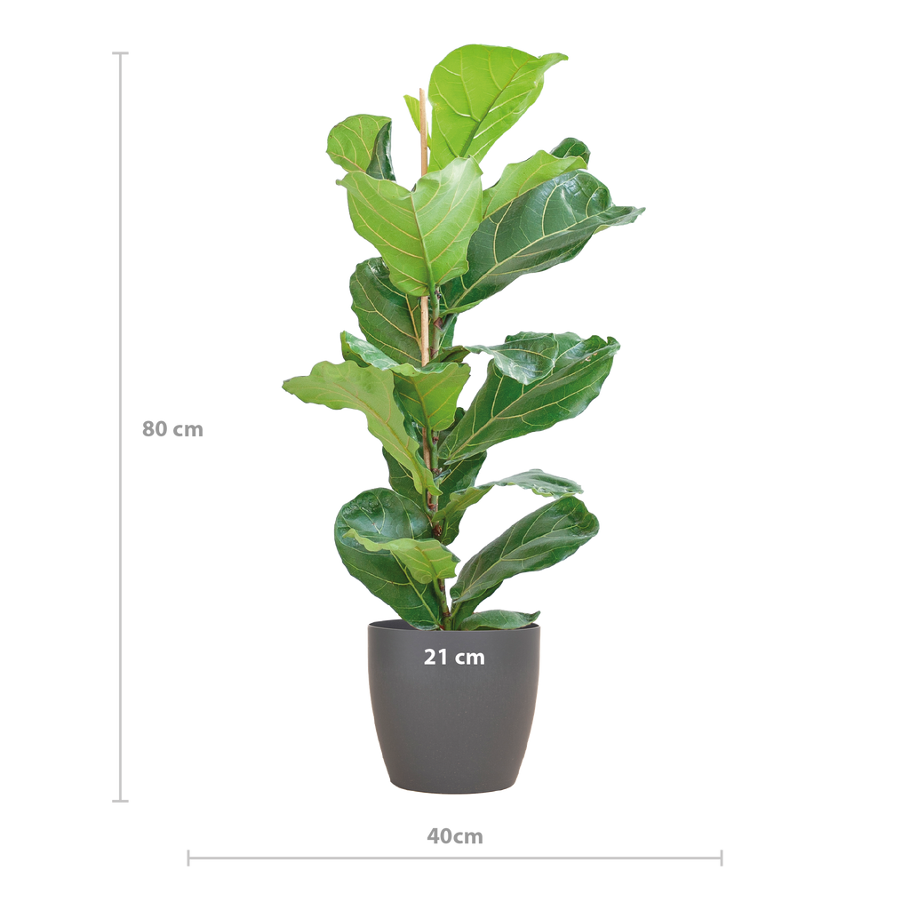 Ficus Lyrata med Viber gryde grå - 80cm - Ø21