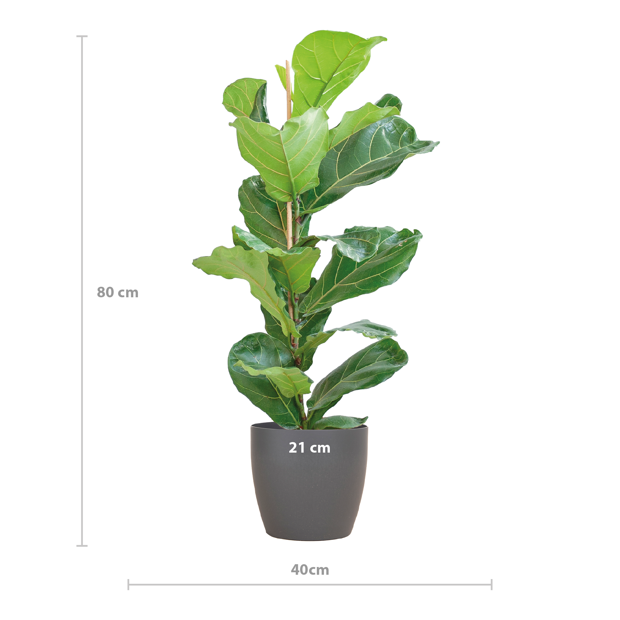 Ficus Lyrata med Viber gryde grå - 80cm - Ø21