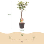 Frugtplante – Æbletræ – Malus domestica 'Jonagold' – Gulgrønt Æble – Potte 21 cm – Højde 90 cm