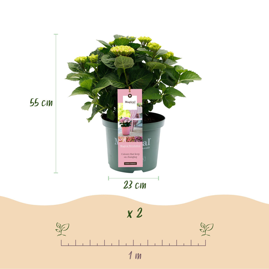 Terrasseplante - Hortensia - Hydrangea Magical Revolution Pink - Pink - 6-10 Blomster - Potte Ø23 cm Højde 55 cm