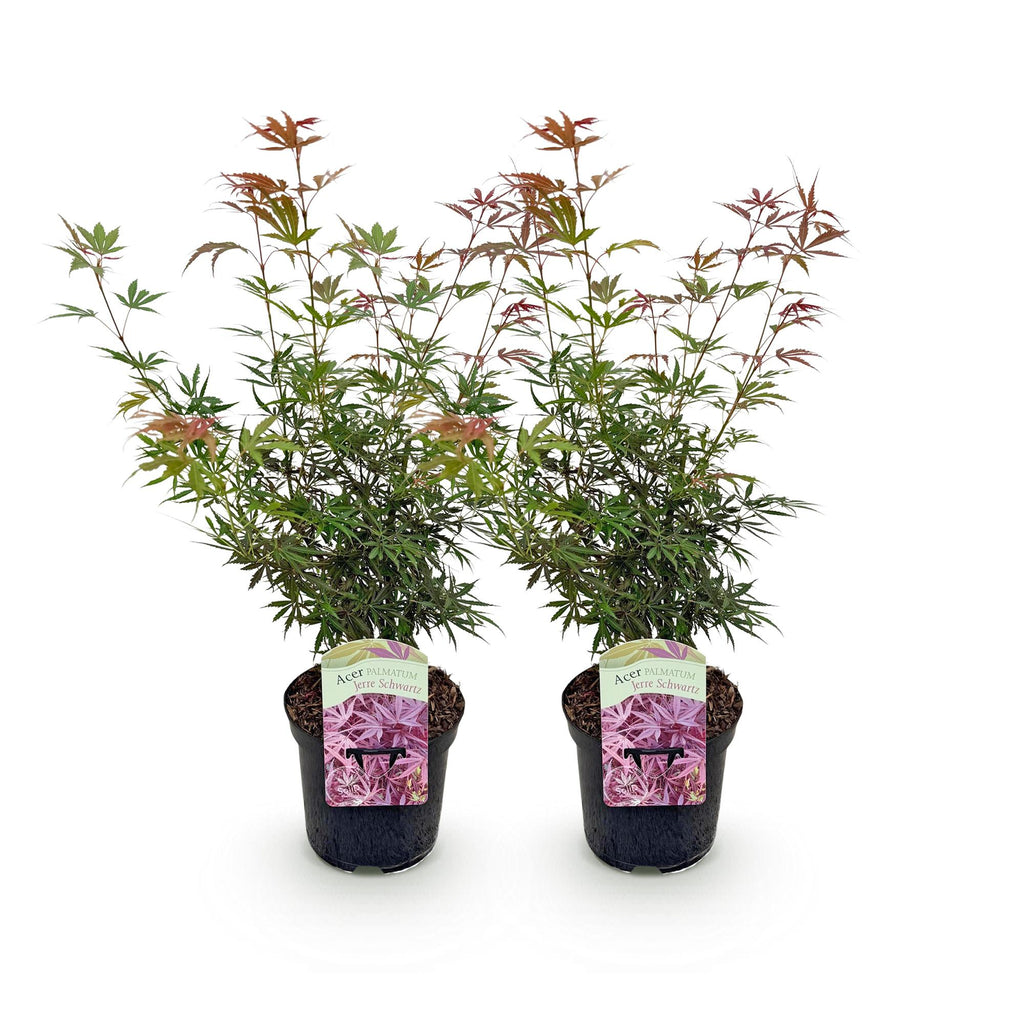 Uteplatsväxt – Japansk lönn – Acer palmatum 'Jerre Schwartz' – Mörkröd – 2 plantor – Lövfällande – Kruka Ø19 cm Höjd 70 cm