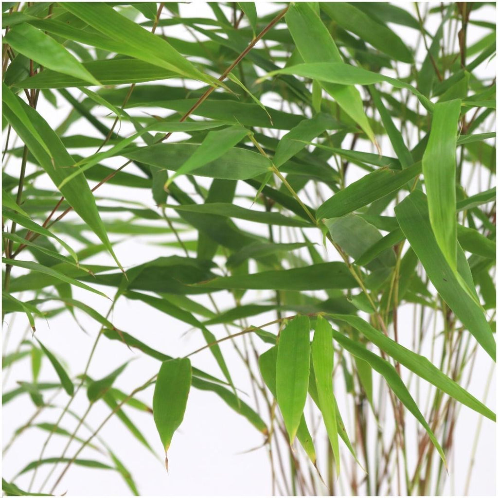 6x Fargesia Rufa Ø13 cm - ↕25 cm Bambu