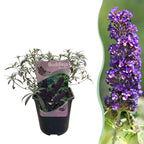 Sommerfuglebusk - Buddleja davidii Black Night - Blomster lilla - 1 plante - Løvfældende - Sommerfugletiltrækker - Potte 17 cm Højde 25 cm