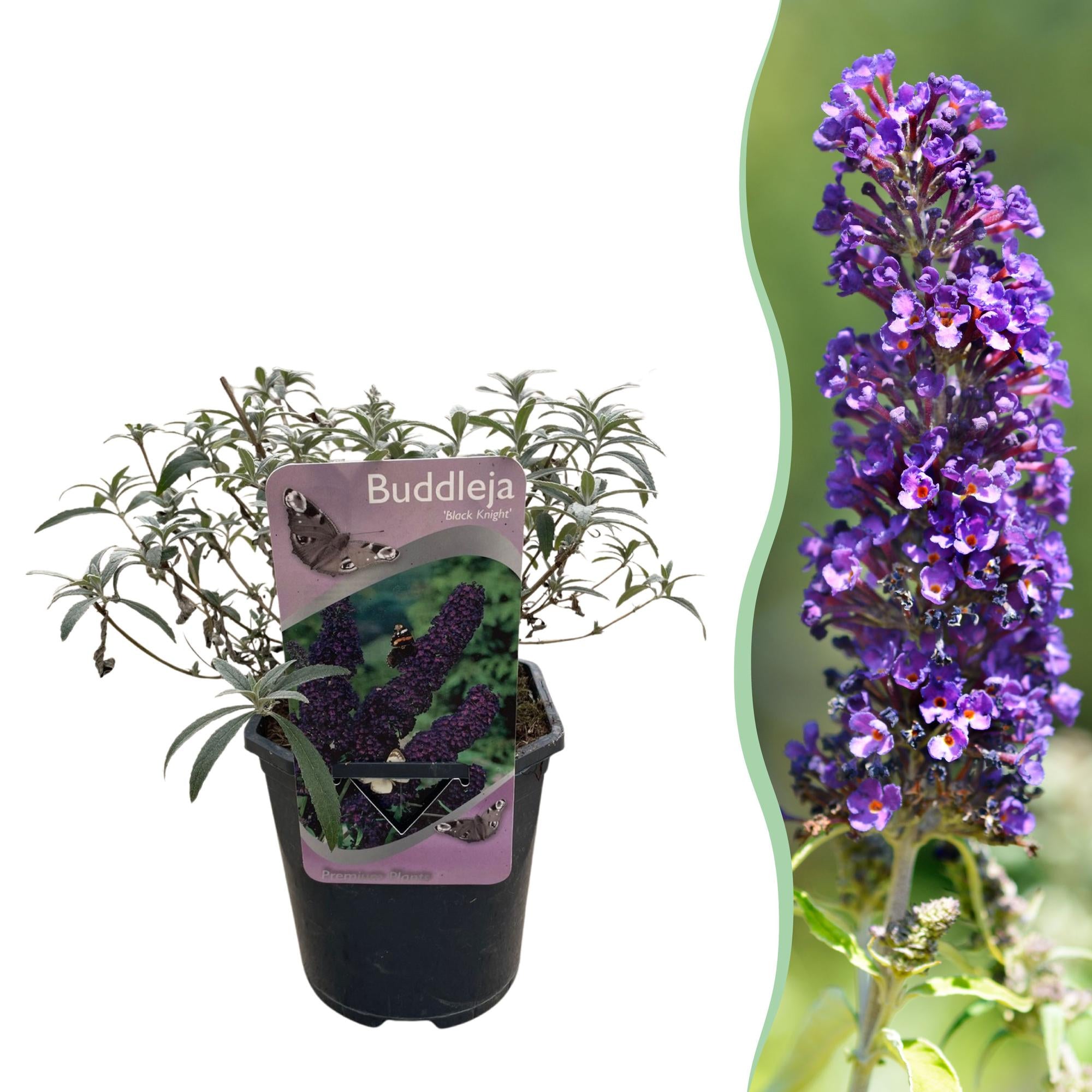 Sommerfuglebusk - Buddleja davidii Black Night - Blomster lilla - 1 plante - Løvfældende - Sommerfugletiltrækker - Potte 17 cm Højde 25 cm