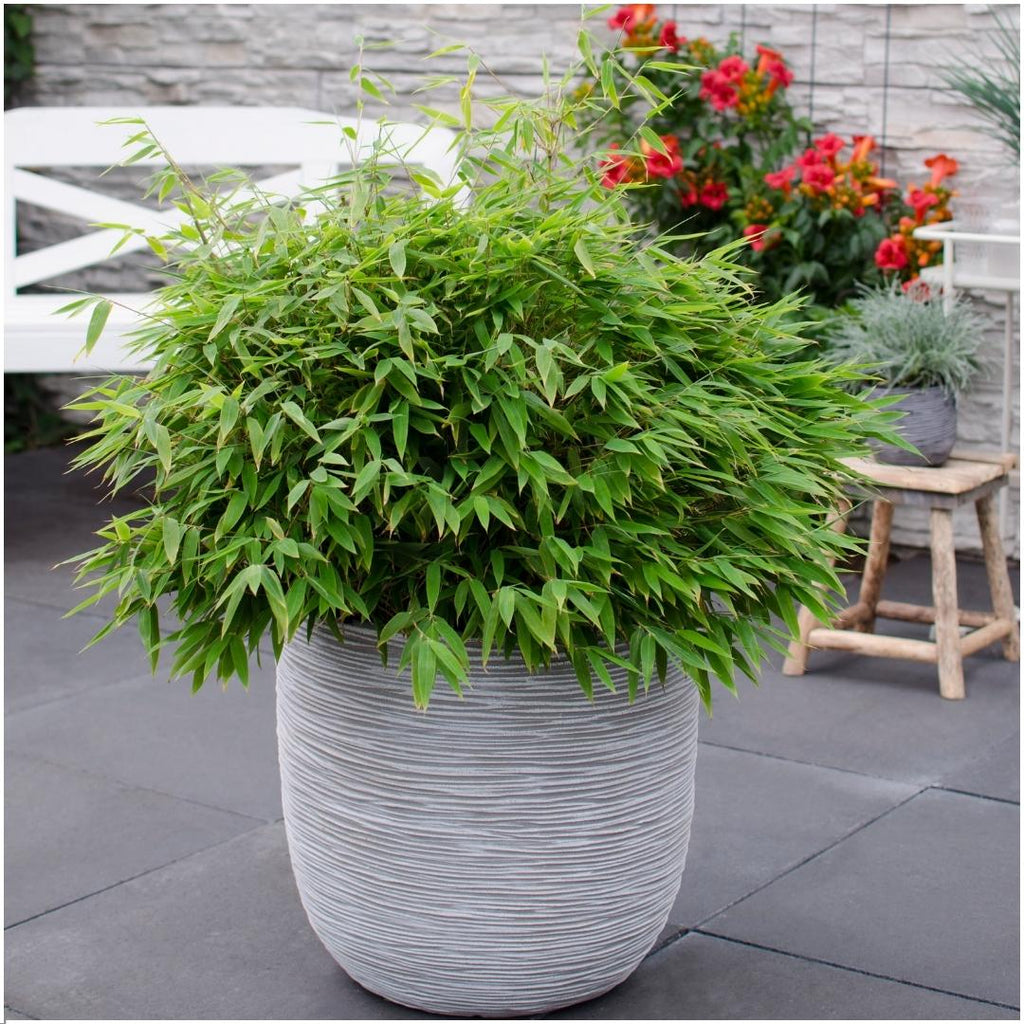 Fargesia moontears 'Boobux XL - Ø 29 cm - ↨ 70 cm