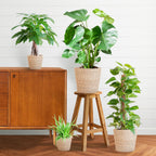 Plejevenlig Plantekasse - medium - med kurv Sofia