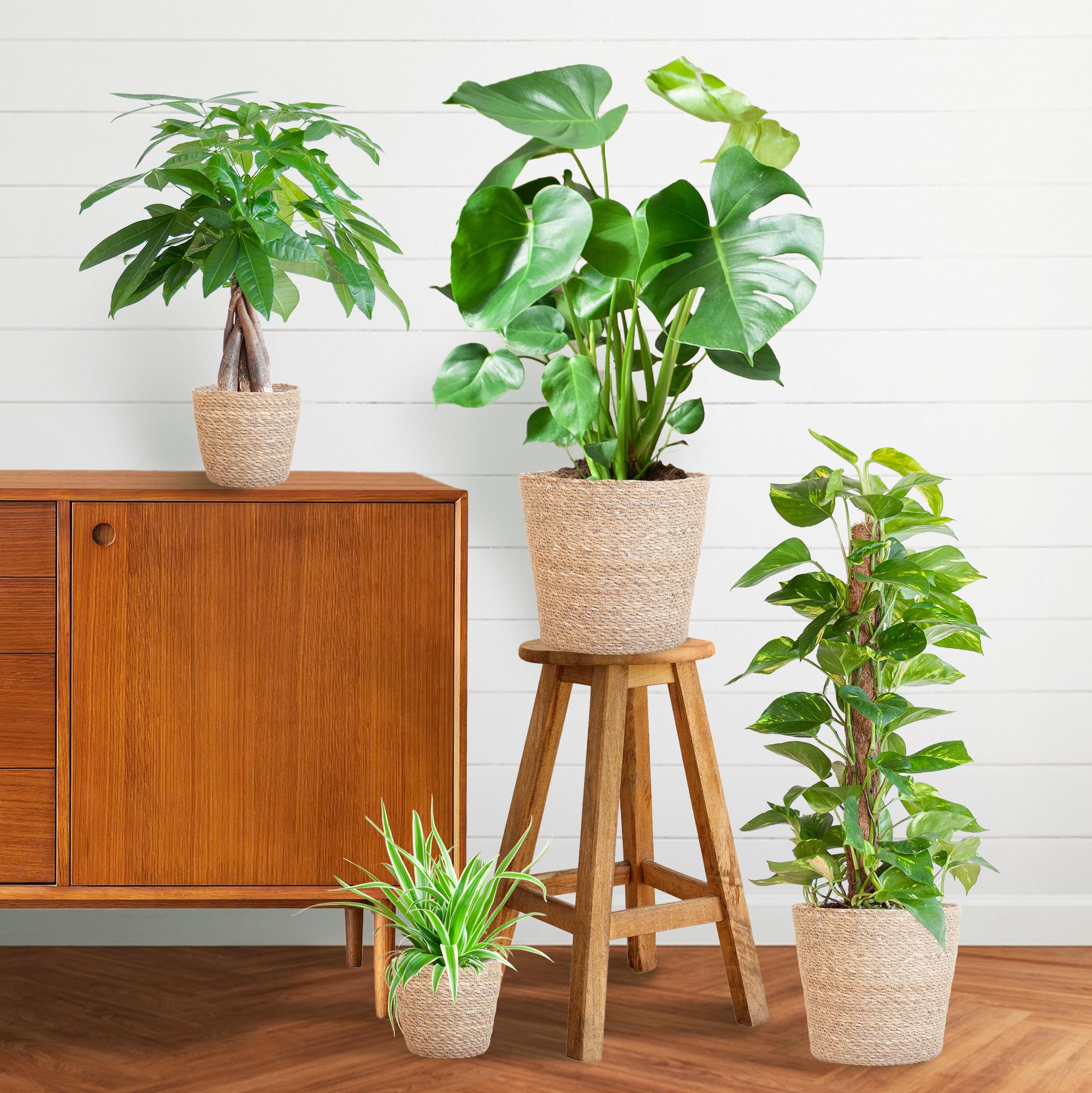 Plejevenlig Plantekasse - medium - med kurv Sofia