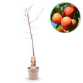 Frugtplante - Blomme Træ - Prunus domestica Victoria - Rød Blomme - Potte 21cm Højde 90cm