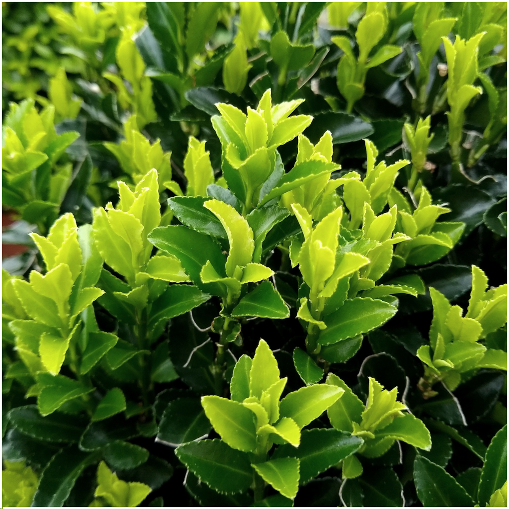 1x 6 pack Euonymus 'Green Spire' -  Ø 7 cm - ↨ 15 cm