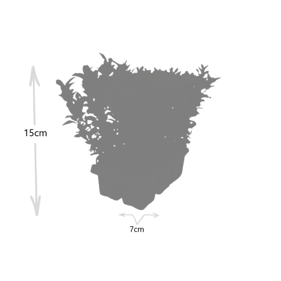2 x 6 pack Euonymus 'Green Spire' - Ø 7 cm - ↨ 15 cm