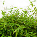 Fargesia moontears 'Boobux XL - Ø 29 cm - ↨ 70 cm