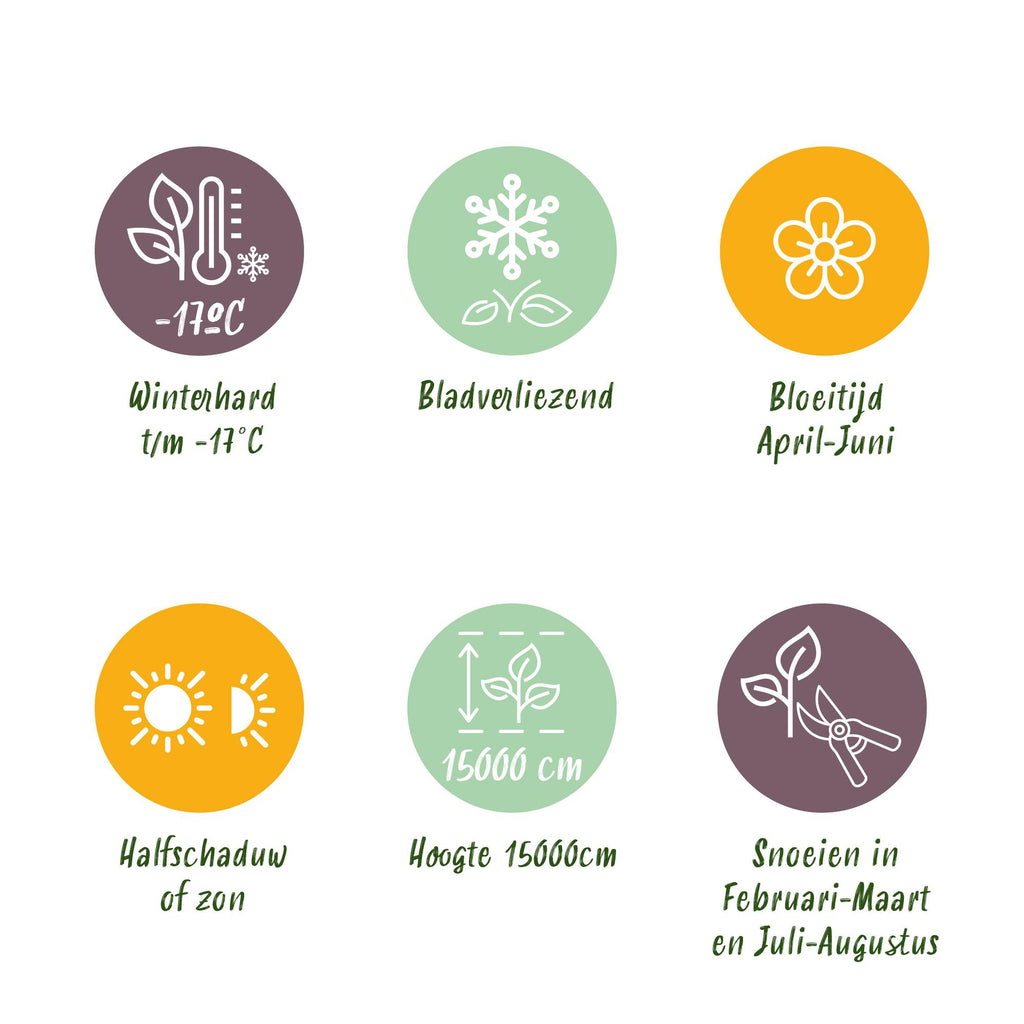 Blue Rain - Wisteria floribunda Prolific - Flower Blue - 1 plante - Potte 11cm Højde 40cm