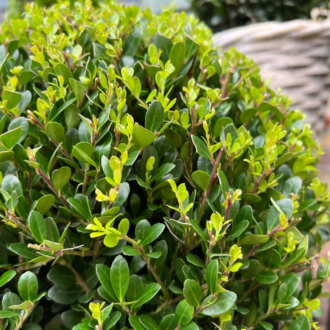 2x Ilex crenata 'Jenny' kugle XL | sæt med 2 stykker | 25 cm Ø