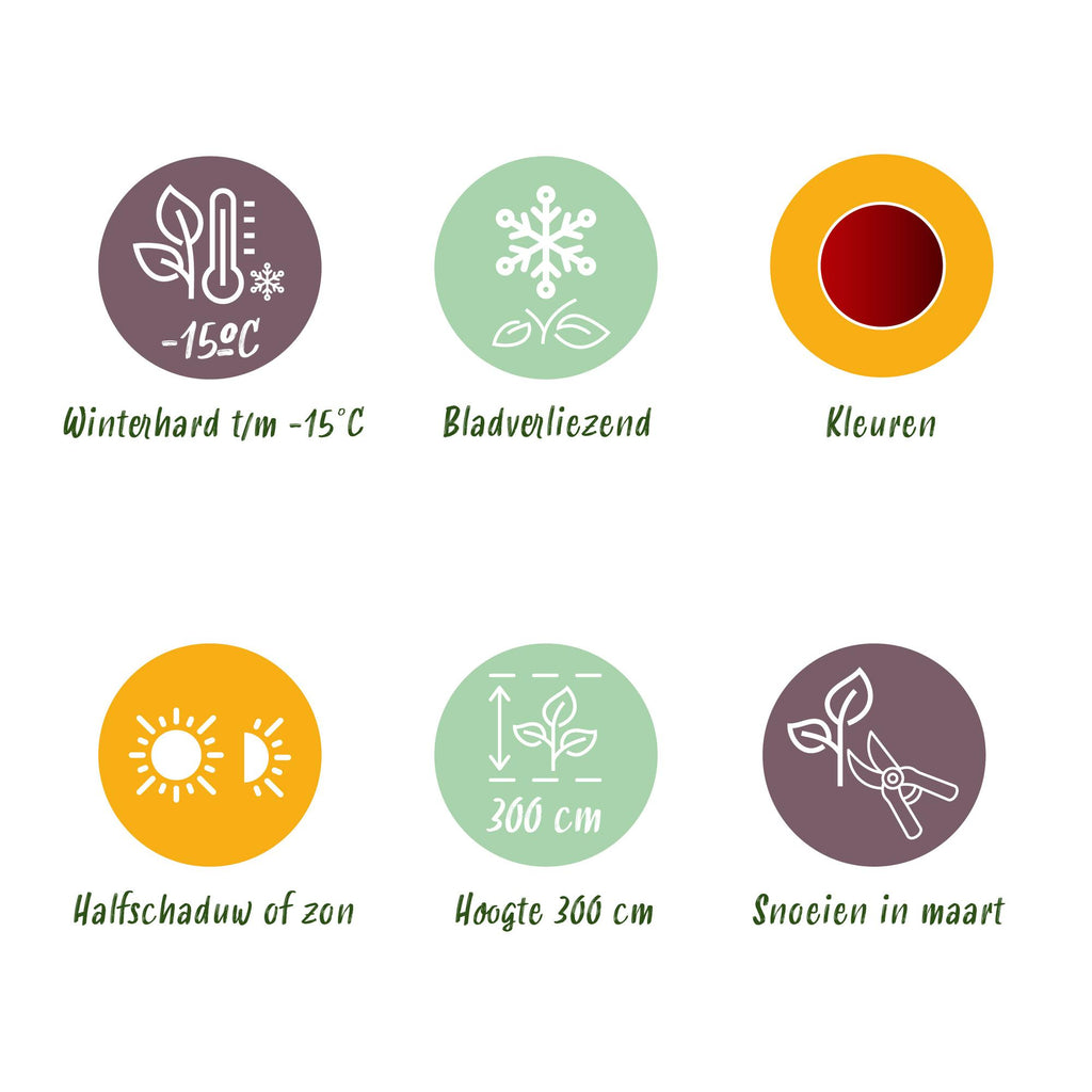 Uteplatsväxt – Japansk lönn – Acer palmatum 'Jerre Schwartz' – Mörkröd – 2 plantor – Lövfällande – Kruka Ø19 cm Höjd 70 cm