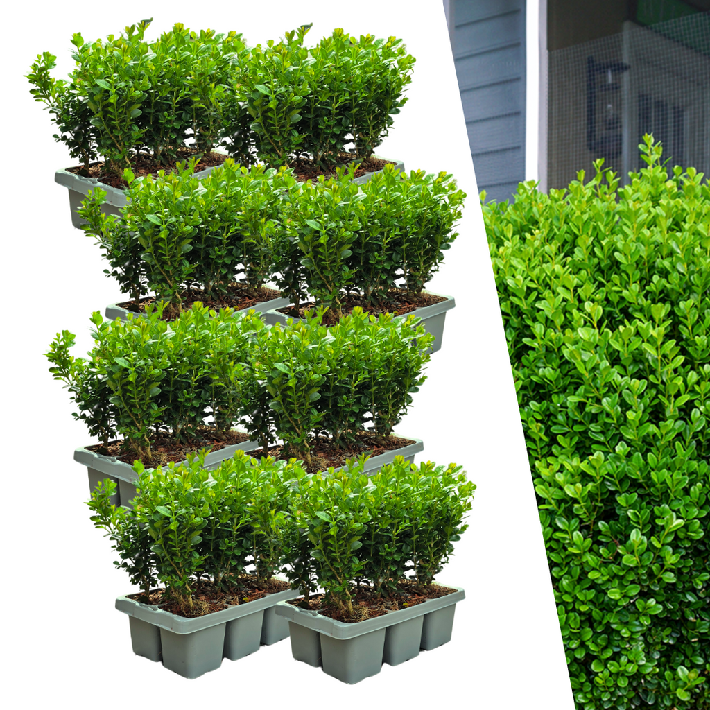 8 x 6-pak Buxus NewGen Freedom – Vinterhårdføre stedsegrønne buske – 48 x Ø7 cm – Højde ca. 15 cm | Kompakte buksbom