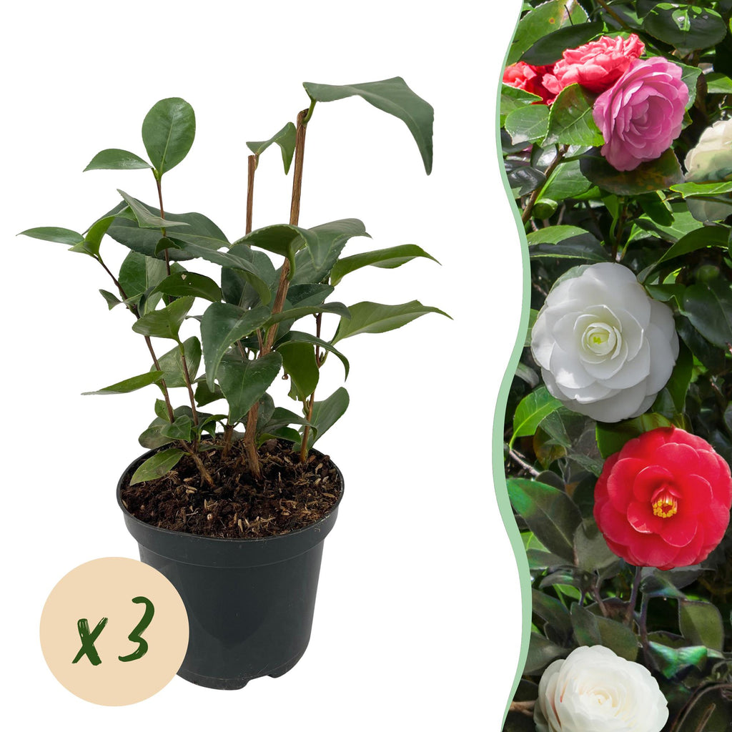 Buske - Camelia japonica Tricolor - Blomsterrosa, hvid og rød - 3 planter - 1 m2 - Stedsegrøn - Potte 15cm Højde 30cm