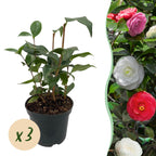 Buske - Camelia japonica Tricolor - Blomsterrosa, hvid og rød - 3 planter - 1 m2 - Stedsegrøn - Potte 15cm Højde 30cm