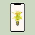 Acer palmatum Orange Dream - Ø19cm - ↕50cm