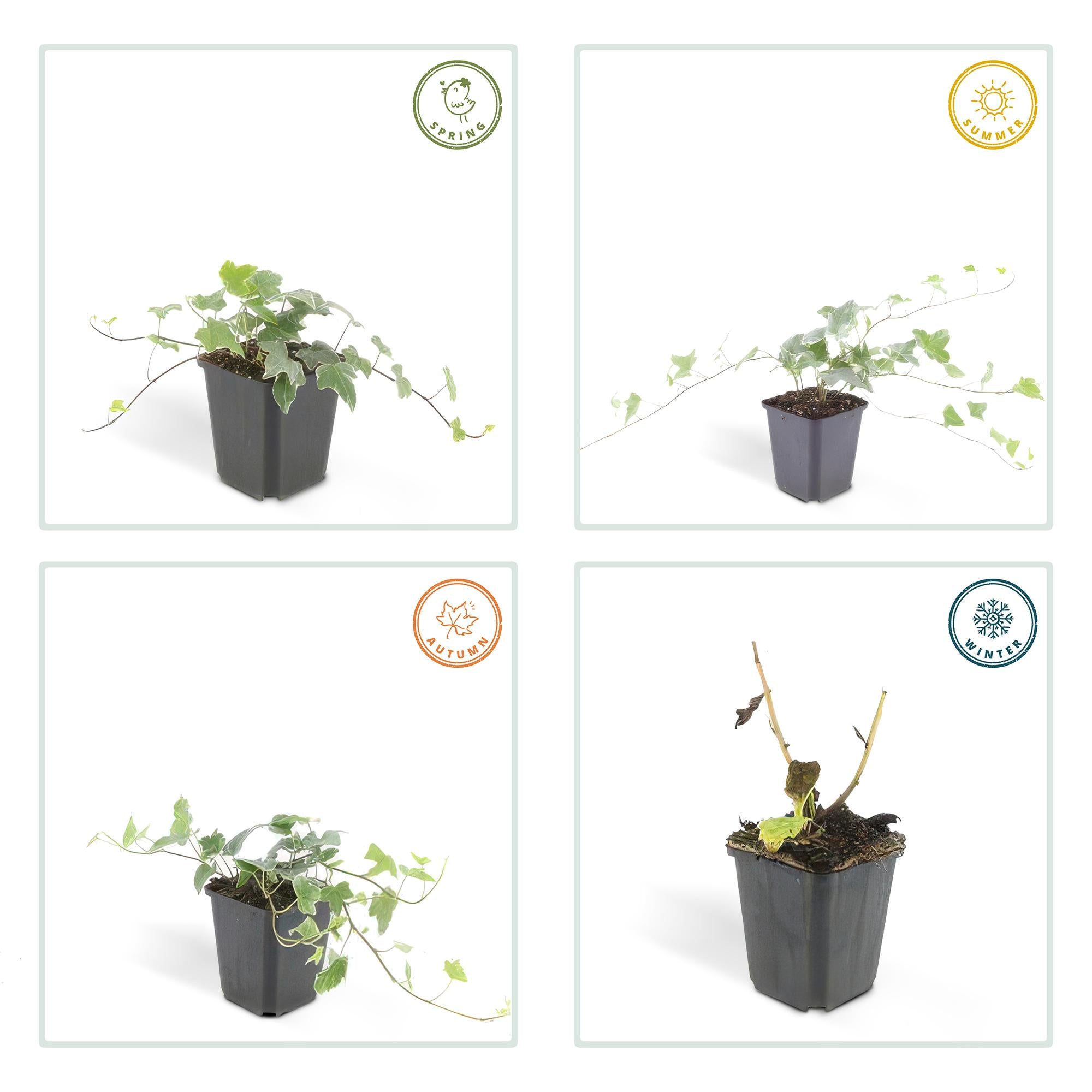 Hedera helix 'Glacier' 20x - ↕10-25cm - Ø9cm