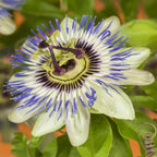 Passionsblomst - Passiflora caerulea - Blomst Blå med Grøn Hvid - Lav vedligeholdelse - 2 planter - Potte 11 cm Højde 40 cm