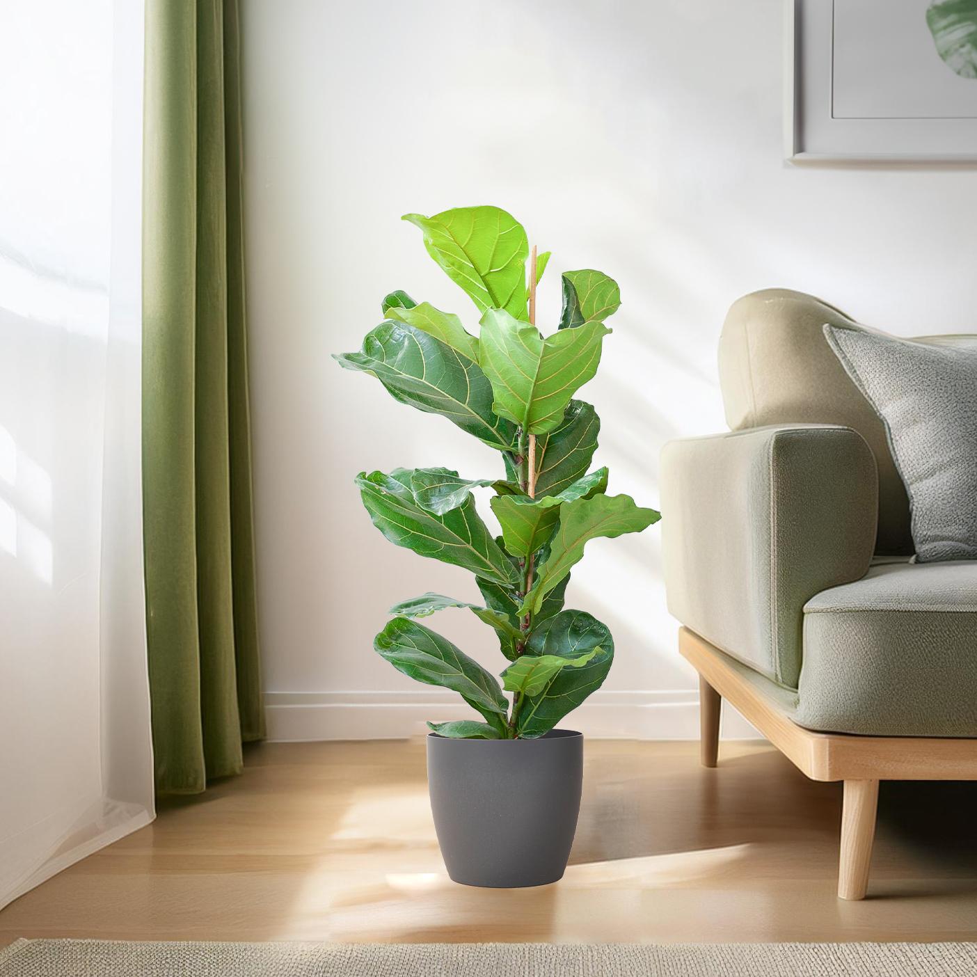 Ficus Lyrata med Viber gryde grå - 80cm - Ø21
