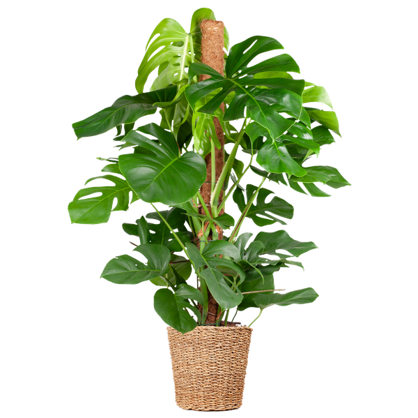Monstera Deliciosa XL med Torun korg - 120cm - Ø24