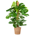 Monstera Deliciosa XL med Torun korg - 120cm - Ø24