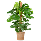 Monstera Deliciosa XL med Torun korg - 120cm - Ø24