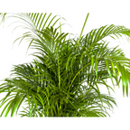 Dypsis lutescens Ø27cm - ↕180cm