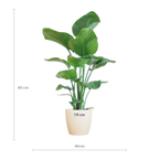 Strelitzia Nicolai - Paradisfuglplante - 80 cm - Ø21 cm