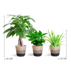 Pet-Friendly Plant Box - Small - with Lissabon Black Basket - Ø12