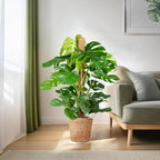 Monstera Deliciosa XL med Torun korg - 120cm - Ø24