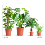 Easy Care Plant Box - Medium - Without Decorative Pots