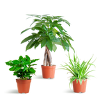 Pet-Friendly Plant Box (Mix)