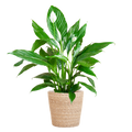 Spathiphyllum with Sofia Natural Basket - 80cm - Ø21