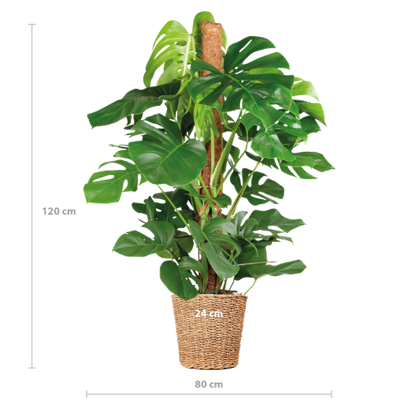 Monstera Deliciosa XL med Torun korg - 120cm - Ø24