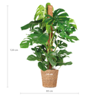 Monstera Deliciosa XL med Torun korg - 120cm - Ø24