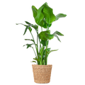 Strelitzia Nicolai XL med Torun korg - 140cm - Ø27