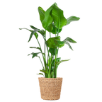 Strelitzia Nicolai XL med Torun korg - 140cm - Ø27